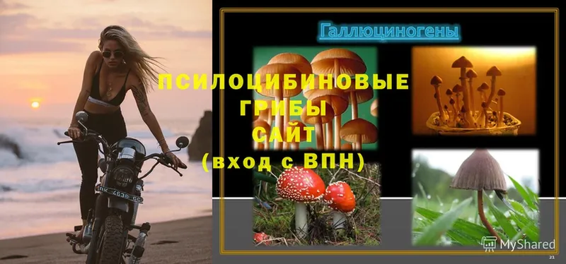 Псилоцибиновые грибы Psilocybe Верхняя Тура